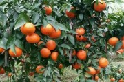 柑橘苗三月份種植技術(shù)_南豐柑橘種植時(shí)間和方法 柑橘苗三月份種植技術(shù)_南豐柑橘種植時(shí)間和方法