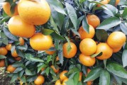 2千畝小柑橘種植技術(shù)與管理_第一年的柑橘幼樹怎樣施肥才能長的粗壯 2千畝小柑橘種植技術(shù)與管理_第一年的柑橘幼樹怎樣施肥才能長的粗壯