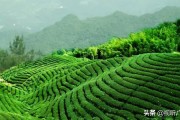 石山地區(qū)柑橘種植技術(shù)_柘洋村是正巖還是半巖