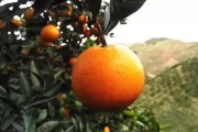湖南懷化柑橘種植技術(shù)規(guī)程_433025是哪里開頭的身份證號(hào)碼