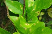 除草布柑橘種植技術(shù)_甲嘧磺酮除草劑