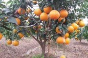紅美人柑橘種植和選果技術(shù)_紅美人臍腐病怎么防治 紅美人柑橘種植和選果技術(shù)_紅美人臍腐病怎么防治