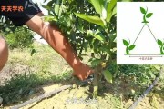 柑橘苗怎樣種植技術(shù)_烏柑橘種植時間和方法 柑橘苗怎樣種植技術(shù)_烏柑橘種植時間和方法
