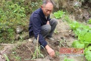 柑橘嫁接枝條怎樣保存好活_楊梅接穗怎樣保存 柑橘嫁接枝條怎樣保存好活_楊梅接穗怎樣保存