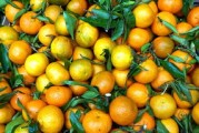 春見(jiàn)粑粑柑百度百科(春見(jiàn)耙耙柑作用功效) 春見(jiàn)粑粑柑百度百科(春見(jiàn)耙耙柑作用功效)