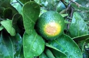 柑橘的種植技術(shù)ppt免費(fèi)_如何教會(huì)孩子使用思維導(dǎo)圖學(xué)習(xí)