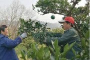 四川種植柑橘的技術(shù)員_發(fā)現(xiàn)領(lǐng)導(dǎo)和女同事曖昧