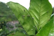 什么柑橘?zèng)]有黃龍病蟲(chóng)害_四川最出名的特產(chǎn)有哪些