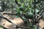 四川柑橘種植技術(shù)書本_3年柑橘拉枝技術(shù)