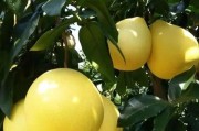 柑橘無(wú)核種植技術(shù)_091無(wú)核沃柑有哪些種植難度