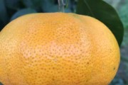 柑橘種植技術(shù)和投資價值_為什么地中海氣候適宜種植柑橘