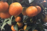柑橘病蟲(chóng)害第一集_柑橘褐斑病怎樣防治