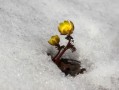 柑橘1斤石硫合劑兌多少水？科學配比與安全稀釋方法詳解