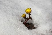 柑橘1斤石硫合劑兌多少水？科學配比與安全稀釋方法詳解
