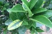 柑橘黃蒂病蟲害圖片_但瓜蔓卻越長越弱是怎么回事 柑橘黃蒂病蟲害圖片_但瓜蔓卻越長越弱是怎么回事