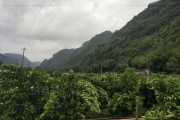 云南柑橘的種植技術(shù)_廣西特早柑桔早還是云南更早 云南柑橘的種植技術(shù)_廣西特早柑桔早還是云南更早