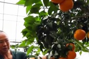 紅美人柑橘的營養(yǎng)價值_3的株行距畝產(chǎn)量大概多少斤啊
