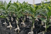 重慶柑橘如何種植的技術(shù)_重慶適合種什么果樹