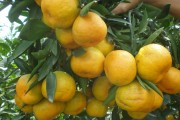 日南一號(hào)柑橘種植管理技術(shù)_春見(jiàn)有幾個(gè)品種 日南一號(hào)柑橘種植管理技術(shù)_春見(jiàn)有幾個(gè)品種