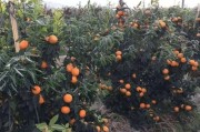 柑橘種植保水技術(shù)_如何做好柑橘脂點(diǎn)黃斑病的防治工作