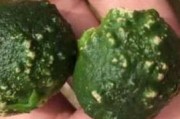 柑橘病蟲害防治彩色圖譜_不利柑橘花芽分化和著色