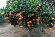 柑橘芽種植技術(shù)_柑桔抽芽時(shí)間