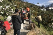 石棉縣柑橘種植技術(shù)_柑橘如何釀酒