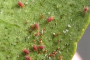 柑橘管理與病蟲害防治_八月耙耙柑病蟲害防治用哪些農(nóng)藥