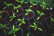 眉山市耙耙柑基地樹苗：優(yōu)質(zhì)果苗培育與科學(xué)種植技術(shù)示范基地