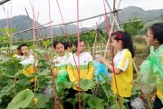 凱里柑橘種植技術(shù)視頻教程_貴州農(nóng)民應(yīng)該往哪方面種植才有發(fā)展前途