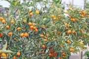 9月份柑橘種植技術(shù)要點(diǎn)_2019年柑橘種植的未來在哪里 9月份柑橘種植技術(shù)要點(diǎn)_2019年柑橘種植的未來在哪里