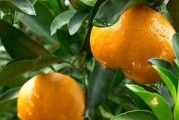 重慶柑橘種植技術(shù)大全_重慶的特產(chǎn)水果有哪些