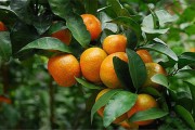 柑橘種植方法和管理技術(shù)_柑橘杯苗如何種植 柑橘種植方法和管理技術(shù)_柑橘杯苗如何種植