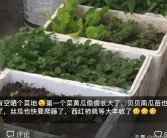 柑橘鳥嘴壺種植技術(shù)_剝皮柑種植技術(shù)和管理