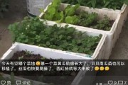 埃及柑橘種植技術_以色列屬于亞洲還是歐洲