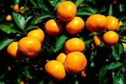 國(guó)外柑橘機(jī)械化種植技術(shù)_果樹(shù)施肥方法成年柑橘水溶肥能不能溝施2