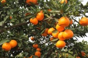 柑橘種植技術(shù)廠家供貨_種柑橘負(fù)債20萬卻在農(nóng)村發(fā)現(xiàn)新商機(jī)年賺幾十萬以上又苦無資金啟動