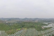 無人機(jī)柑橘病蟲害防治_中國農(nóng)業(yè)未來的發(fā)展模式是什么