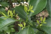 柑橘果樹(shù)有病蟲(chóng)害怎么治蟲(chóng)_復(fù)硝酚鈉在柑橘上的使用方法