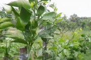 柑橘嫁接多久能發(fā)芽_柑橘嫁接芽會沖破薄膜嗎