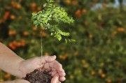 四改三疏柑橘種植技術(shù)_柑橘樹要怎樣修剪