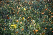 湖北柑橘種植管理技術_愛媛38果凍橙適合在湖北種嗎 湖北柑橘種植管理技術_愛媛38果凍橙適合在湖北種嗎