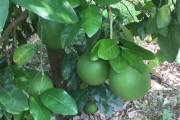 九月柑橘種植管理技術(shù)_怎么做好柑橘防灼