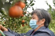 柑橘樹的嫁接方法和時(shí)間_柑桔幾月份嫁接最好