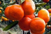 明日旺柑橘種植技術(shù)_未來15天砂糖橘什么價錢