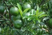 柑橘水平種植技術(shù)要點(diǎn)有哪些_黃巖蜜桔種植技術(shù) 柑橘水平種植技術(shù)要點(diǎn)有哪些_黃巖蜜桔種植技術(shù)