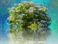 盆栽柑橘樹(shù)苗家庭種植全攻略：選苗技巧與日常養(yǎng)護(hù)指南
