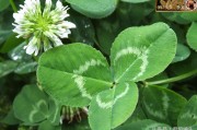 柑橘果園種植三葉草技術(shù)_果園該如何科學(xué)管理