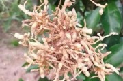 柑橘八月份病蟲害防治_如何才能清除柑橘煤煙病 柑橘八月份病蟲害防治_如何才能清除柑橘煤煙病