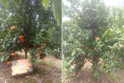 柑橘種植技術(shù)與保鮮_有個難題柑橘留樹保鮮有什么好辦法 柑橘種植技術(shù)與保鮮_有個難題柑橘留樹保鮮有什么好辦法